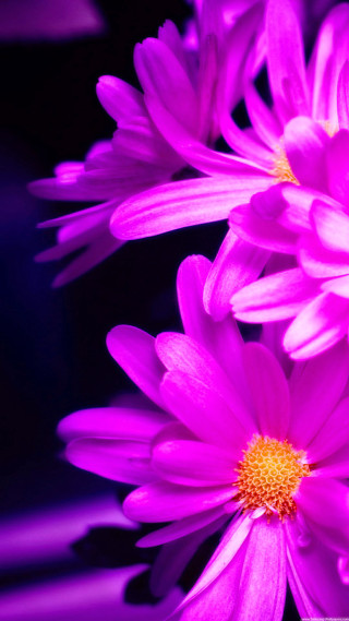 Purple flowers closeup black background - a close up of a bunch free wallpaper for mobile