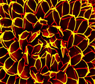 Large yellow red flower close - a macro photograph free wallpaper for tablet