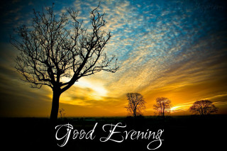 Tree good evening sunset clouds - evening free wallpaper for desktop