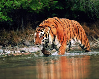 Tiger walking river fish mouth - a fish free wallpaper