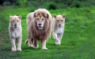 Three lions walking grassy field - a grassy field free wallpaper