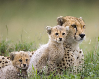 Cheetah cubs grass together playful - their face free wallpaper