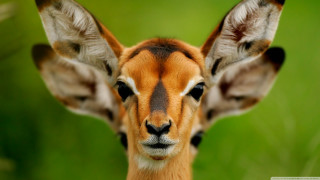 Deer closeup green background blurry - facial free wallpaper