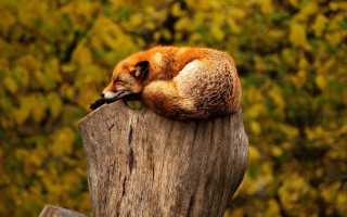 Red fox curled tree stump - a tree stump free wallpaper