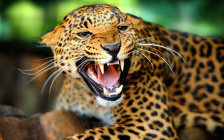 Leopard mouth open teeth bared - mouth wide open free wallpaper