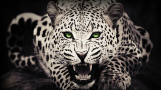 Leopard green eyes black background 2 - a leopard free wallpaper for desktop