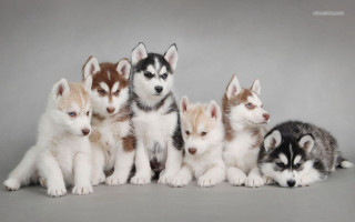 Husky puppies group sitting gray - husky free wallpaper