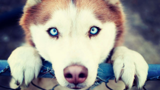 Husky blue eyes fence paws - his paw free wallpaper