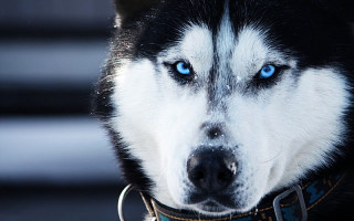 Husky blue eyes serious look 2 - his face and nose free wallpaper
