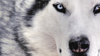Husky blue eyes nose ring 3 - husky free wallpaper