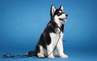 Husky dog headphones sitting blue - headphone free wallpaper