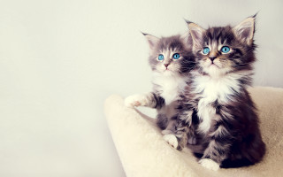 Kittens cat bed blue eyes 4 - blue eye free wallpaper