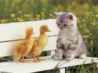 Cat bench duck duckling field - a bench next free wallpaper