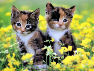 Kittens yellow flowers grass sitting - two kitten free wallpaper
