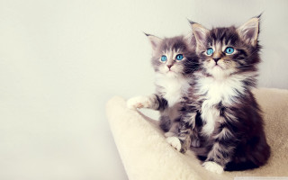 Kittens cat bed blue eyes 5 - blue eye free wallpaper