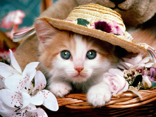 Kitten hat basket flowers teddy 6 - a blue eye free wallpaper