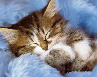 Kitten sleeping blue blanket eyes - a blue blanket free wallpaper