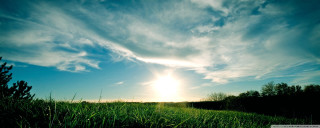 Sunny field trees clouds blue - bright morning free wallpaper