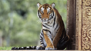 Tiger sitting ground wall doorway - a wooden frame free wallpaper