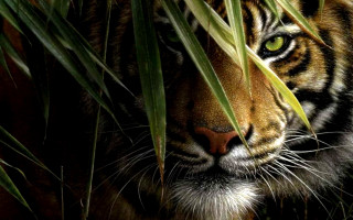 Tiger hiding tall grass serious 3 - a tiger free wallpaper for desktop