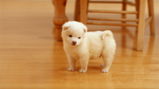 Small white dog wooden floor 5 - a small white dog free wallpaper