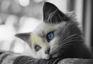 Cat blue eyes couch serious - its face free wallpaper