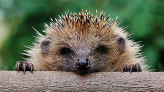 Hedgehog peeking over log head - end free wallpaper