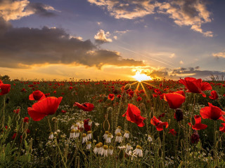 Red flowers sunset clouds field 2 - red flower free wallpaper for desktop