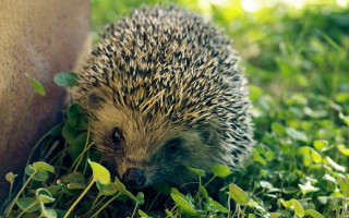 Hedgehog walking grass near wall - its head on free wallpaper