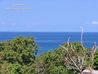 Ocean view hilltop trees foreground - panoramic free wallpaper