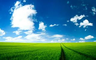 Green field sky path middle - a green field free wallpaper