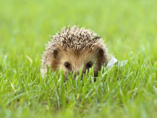 Hedgehog hiding grass sad look - sharp focus free wallpaper