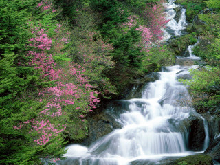 Waterfall forest pinkflowers green nature - waterfall free wallpaper