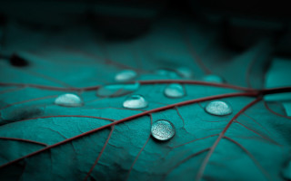 Leaf water droplets nature green - a few leaf free wallpaper