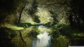 Narrow river forest trees grass - a narrow river free wallpaper