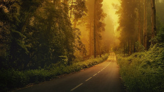 Forest road trees yellow sky 2 - both side of it free wallpaper for desktop