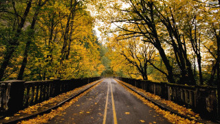 Autumn bridge trees leaves city - the road free wallpaper