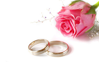 Wedding rings rose white background 3 - the image free wallpaper