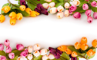 Tulip border flower background text - a place free wallpaper