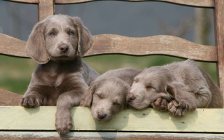 Three puppies laying wooden bench - three puppy free wallpaper