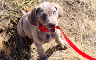 Dog red leash looking up - a blue eye free wallpaper