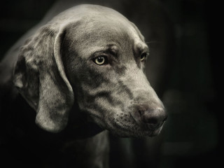 Sad dog black background white - a sad look free wallpaper