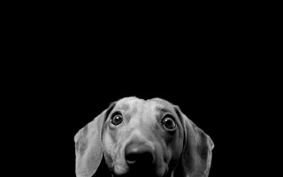Sad dog looking up black 2 - grey background free wallpaper