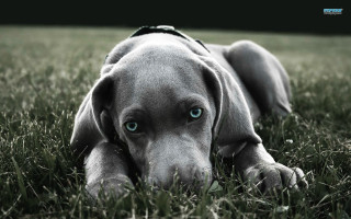 Dog blue eyes collar grass - a collar free wallpaper
