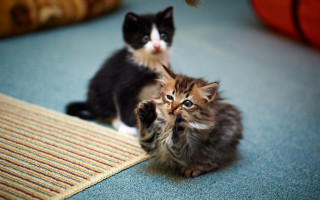 Kittens sitting floor looking camera - sharp claw free wallpaper