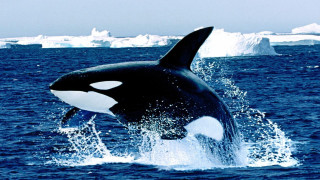 Whale jumping icebergs ocean blue - a whale free wallpaper
