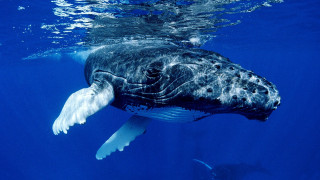 Large whale swimming ocean fish - underwater free wallpaper