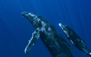 Humpback whales swimming ocean together 2 - anne nasmyth free wallpaper