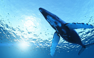 Whale swimming ocean sunlight bubbles - the water surface free wallpaper