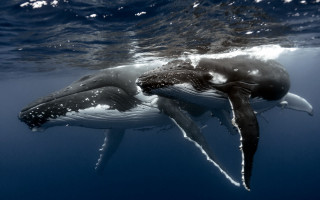 Humpback whales swimming ocean together 3 - their head free wallpaper